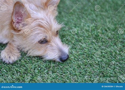Dog Lying In The Grass Stock Photo Image Of Outdoor 26638384