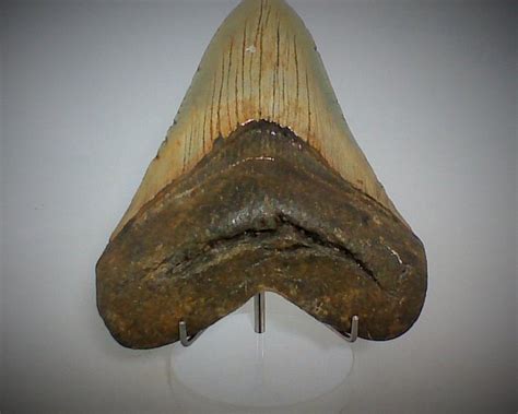 Fossil Shark Tooth Carcharodon Megalodon 12 Cm Catawiki