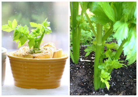 How To Grow Celery From A Stalk Regrow Celery Growing Vegetables Celery