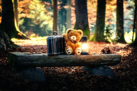 1078400 Sunlight Trees Forest Toys Teddy Bears Wood Morning