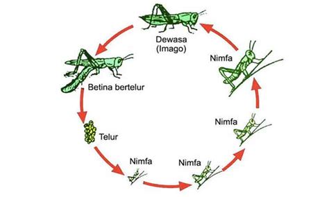 Golongan ini tidak melewati masa pupa dan pada pertumbuhannya pun tidak memiliki perubahan yang besar seperti halnya metamorfosis sempurna yang memiliki. Perbedaan daur hidup kupu kupu dan belalang, kamu tahu? - Penulis Cilik