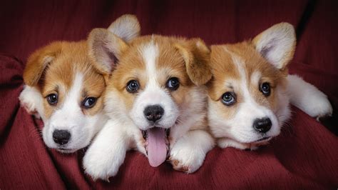 Corgi puppies are the best !!! Corgi Puppies Wallpaper (54+ images)