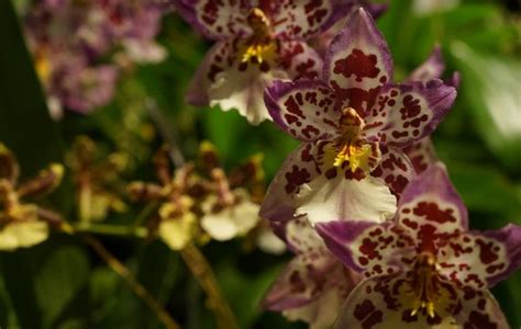 5 Surprising Facts About Orchids Flower Science Live Science