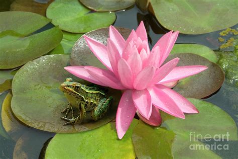 Frog On Lily Pad Photograph By Nora Good Pixels