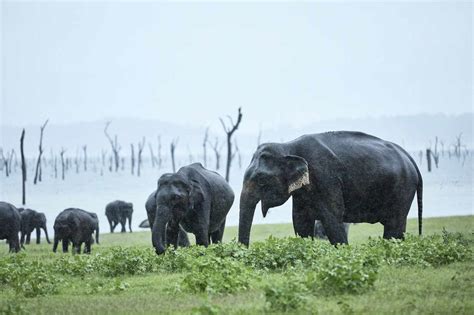 Herd Of Elephant Grazing At Kaudulla National Park Against Clear Sky