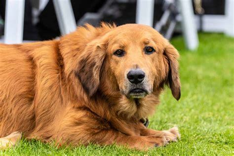 Get To Know 57 Of The Best Golden Retriever Mixes K9 Web