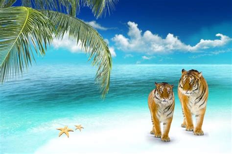 Tropical Beach Desktop Backgrounds ·① Wallpapertag