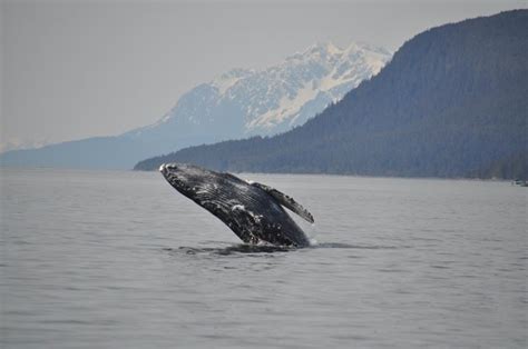 9 Whale Watching In Alaska Whale Watching Whale Places To Go