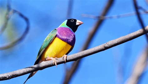 60 Percent Of Bird Species Came From Australia Futurity