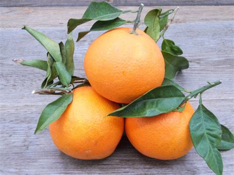 Orange De Sicile Noah Primeurs