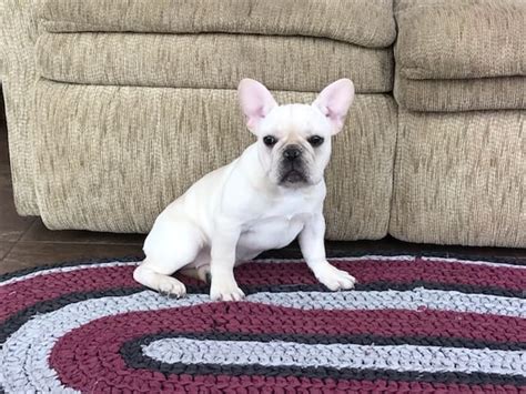 French bulldogs are active, intelligent, muscular and heavy boned, with a smooth coat and a compact build. French Bulldog Puppies For Sale in Indiana & Chicago ...