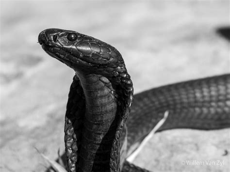 Black Spitting Cobra Naja Nigricincta Woodi Willem Van Zyl