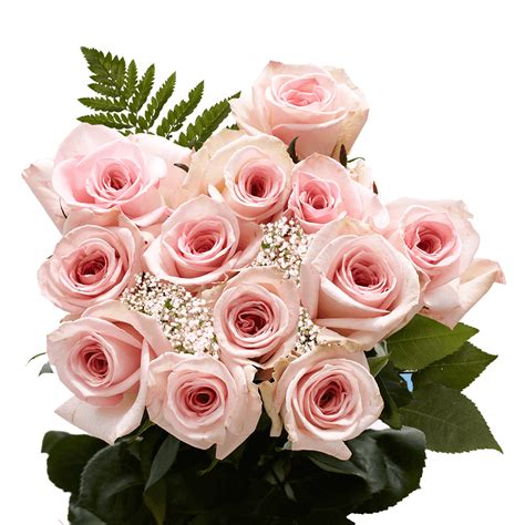 One Dozen Pink Roses With Babys Breath And Green Fresh Flower