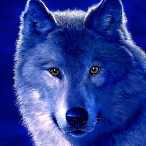 Wolf Forum Avatar Profile Photo Id 105257 Avatar Abyss