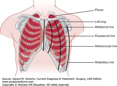 Thoracic Wall Pleura Mediastinum And Lung Basicmedical Key