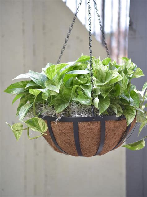 Best Outdoor Hanging Plants For Spring Hgtv