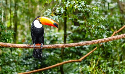 Amazon Rainforest 8 Of The Most Incredible Animals