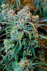 Images of Drying Marijuana Buds