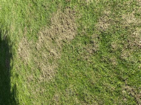Lawn Patches Need To Seed Or Grow Itself — Bbc Gardeners World