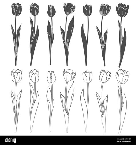 Conjunto De Tulipanes Vectoriales Objetos Sobre Un Fondo Blanco Imagen