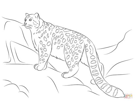 snow leopard coloring page  printable coloring pages