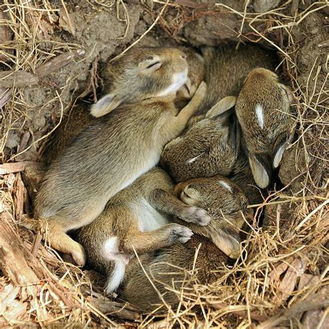 Newborn Wild Rabbits