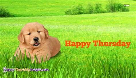 Happy Thursday Wishes With Dogs Images