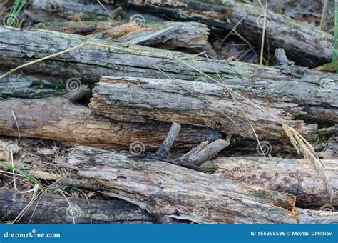 Old Rotten Branches And Logs On The Ground Selective Focus Stock