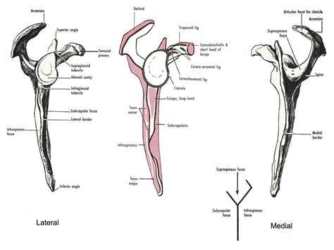 Lateral And Medial Aspects Of Right Scapula The Right Scapula From
