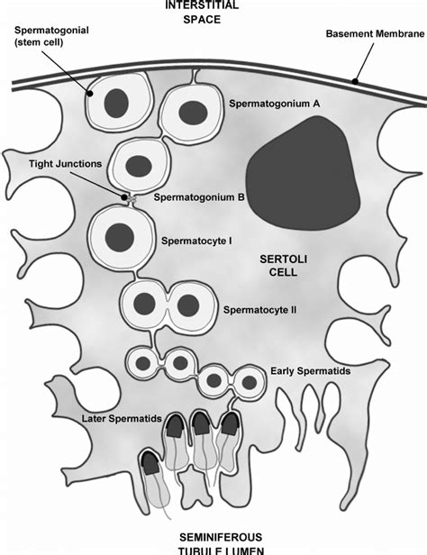 Schematic Drawing Illustration Of Spermatogenesis That Occurs Within