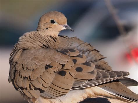 Mourning Dove Gilbert Az Traditional Iconoclast