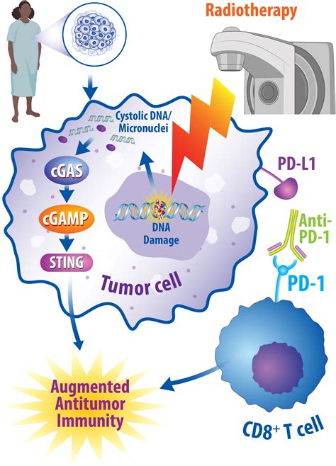 Frontiers Updates In Combined Approaches Of Radiotherapy And Immune