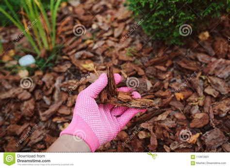 Gardener Hand In Glove Mulching Garden Beds With Pine Bark Stock Image