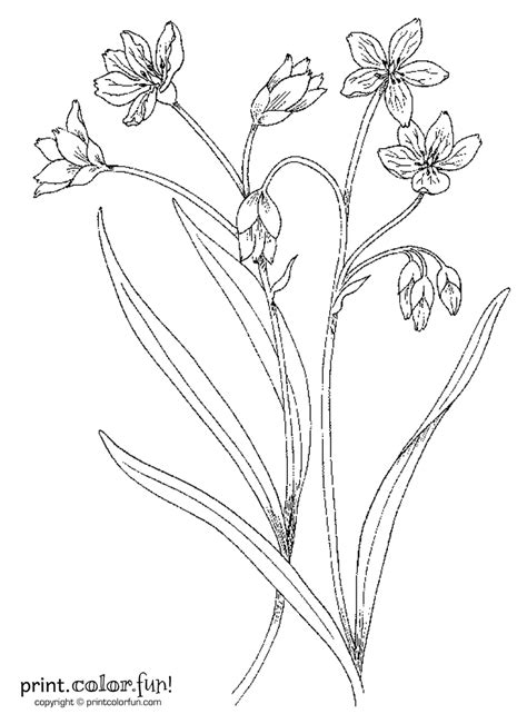 Floral illustrations to color in. Flower Stem Coloring Pages
