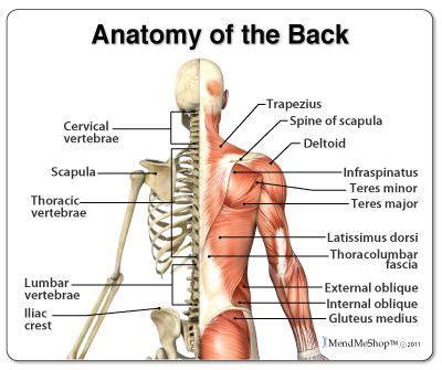 Name the 2 surfaces the clavicle articulates with. Upper Back and Neck Muscles | How to Mend Your Lower ...
