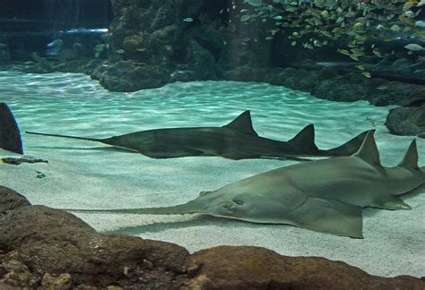From The Deep Sawtooth Ray Sharks Photograph By Suzanne Gaff