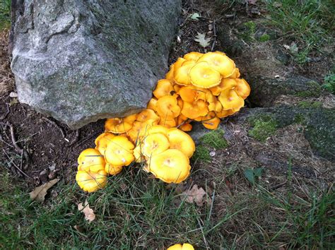 Yellow Orange Mushroom All Mushroom Info