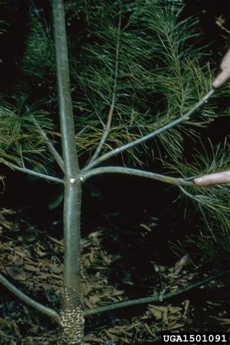 White Pine Blister Rust Cronartium Ribicola On Eastern White Pine