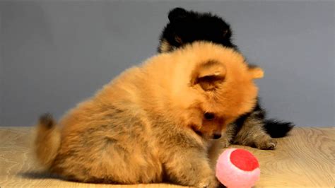 Tiny Pomeranian Playing Ball At Just Puppies Orlando Youtube