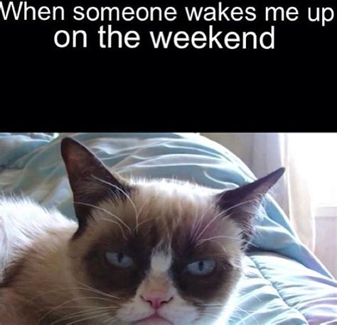 Grumpy Cat Being Woken Up On The Weekend Grumpy Cat Frozen Wake Me