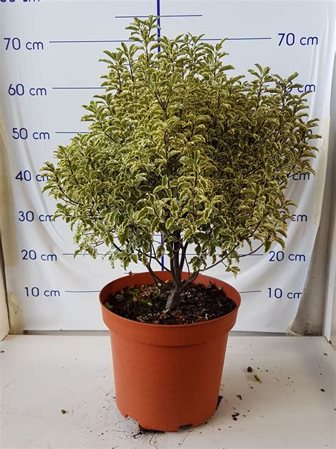Pittosporum Tenuifolium Variegata Victorplant S L