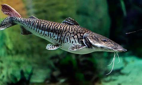 Tiger Shovelnose Catfish Complete Care Guide Learn The Aquarium