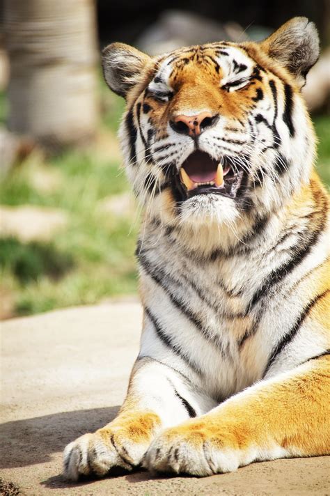 Free Images Wildlife Zoo Fauna Whiskers Tiger Big Cats Cat Like