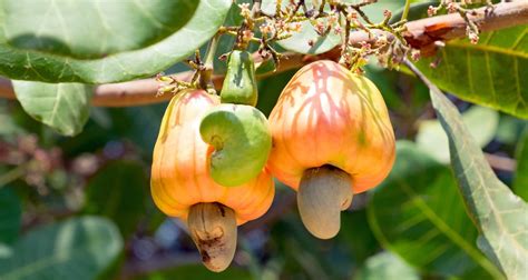 Cashew Nut Cultivation And Planting How To Plant A Cashew Tree