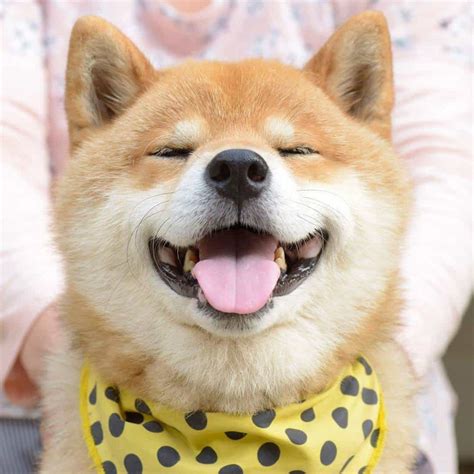 Bộ Sưu Tập Hơn 999 Hình ảnh Chó Cười Lộ Răng Cực Chất Với độ Phân Giải 4k