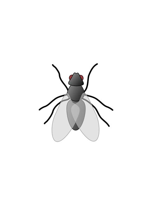 Free Transparent Fly Download Free Transparent Fly Png Images Free