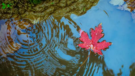 Autumn Red Maple Leaf Floating In The Water Picture And Hd Photos