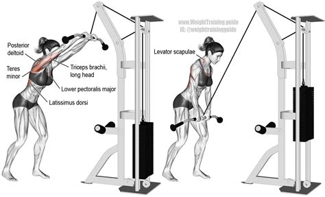 Cable Straight Arm Pull Down Exercise Instructions And Video Weight