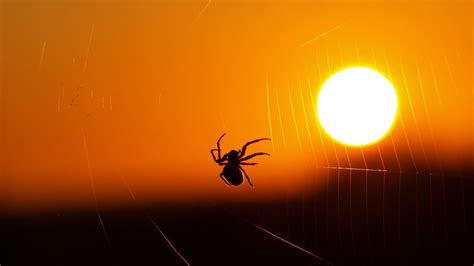Spider Web Sun Orange Sky Desktop Hd Wallpaper