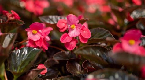 Begonia Varieties 49 Different Types Of Begonia Youll Love Tuberous